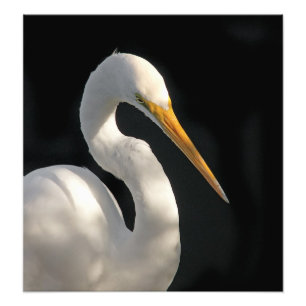 Underbara Vita Porträtt. Fototryck