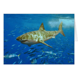 Underbara vithaj Carcharodon Carcharias Hälsningskort