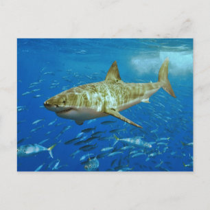 Underbara vithaj Carcharodon Carcharias Vykort