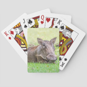 Underbara Warthog som leker kort Casinokort