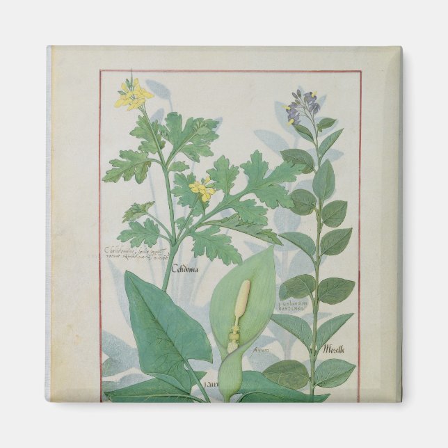 Underbarare Celandine eller Poppy Magnet (Framsidan)