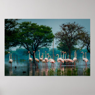 Underbarare flamingo flock i naturliga livsmiljöer poster