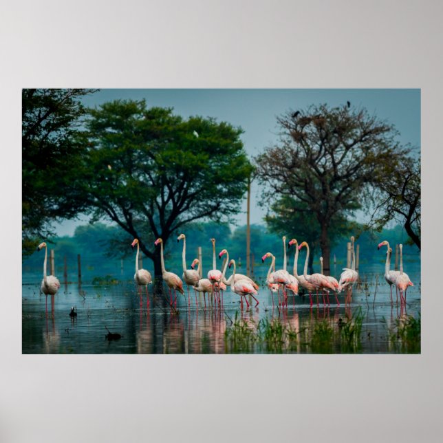 Underbarare flamingo flock i naturliga livsmiljöer poster (Framsidan)