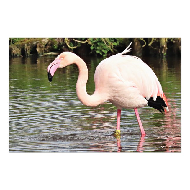 Underbarare Flamingo-fotoutskrift Fototryck (Framsidan)