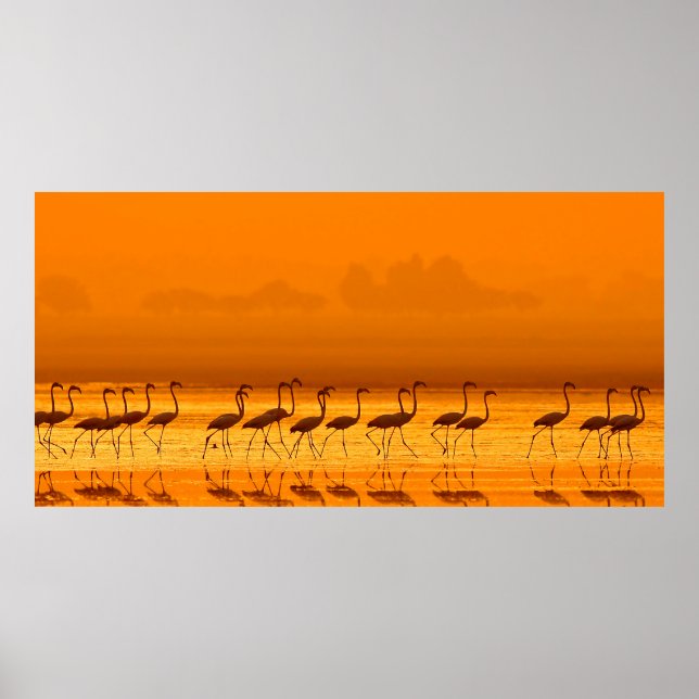 Underbarare Flamingo ( Phoenicopterus roseus ) pro Poster (Framsidan)