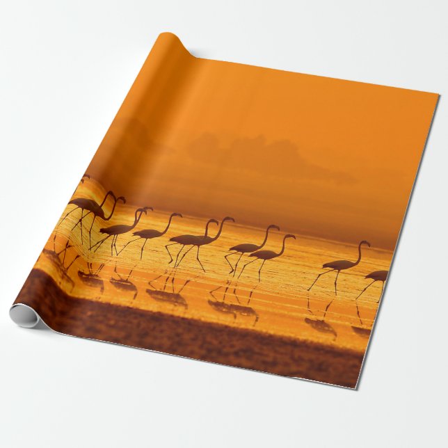Underbarare Flamingo ( Phoenicopterus roseus ) pro Presentpapper (Utrullad)