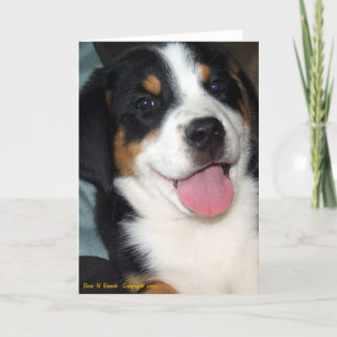 Underbarare Hund från schweiziska bergspumpen Kort