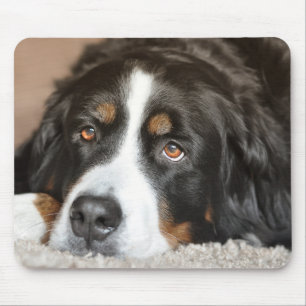Underbarare Hund i Schweiz Musmatta