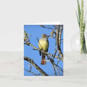 Underbarare kapslad Flycatcher tom inuti Kort