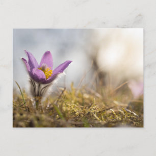 Underbarare kort för blomkorgen