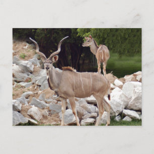underbarare-kudu-10 vykort