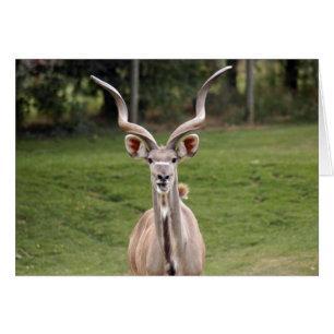 underbarare-kudu-2 hälsningskort