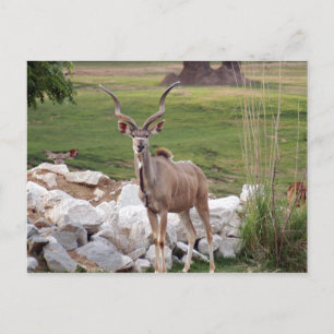 underbarare kudu-6 vykort