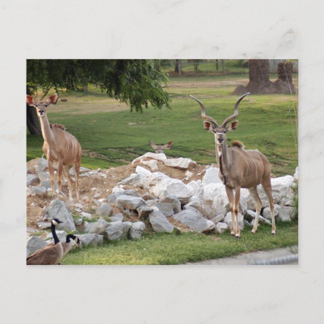 underbarare kudu-8 vykort (Framsida)