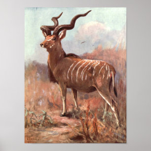 Underbarare Kudu Antelope by Svan, Vintage Vild An Poster