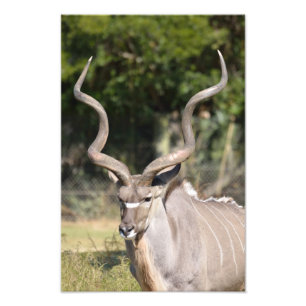 Underbarare Kudu Fototryck