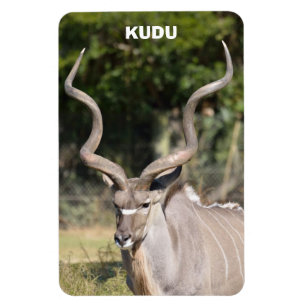 Underbarare Kudu Magnet