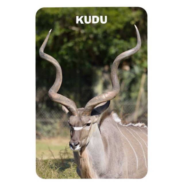 Underbarare Kudu Magnet (Vertikal)