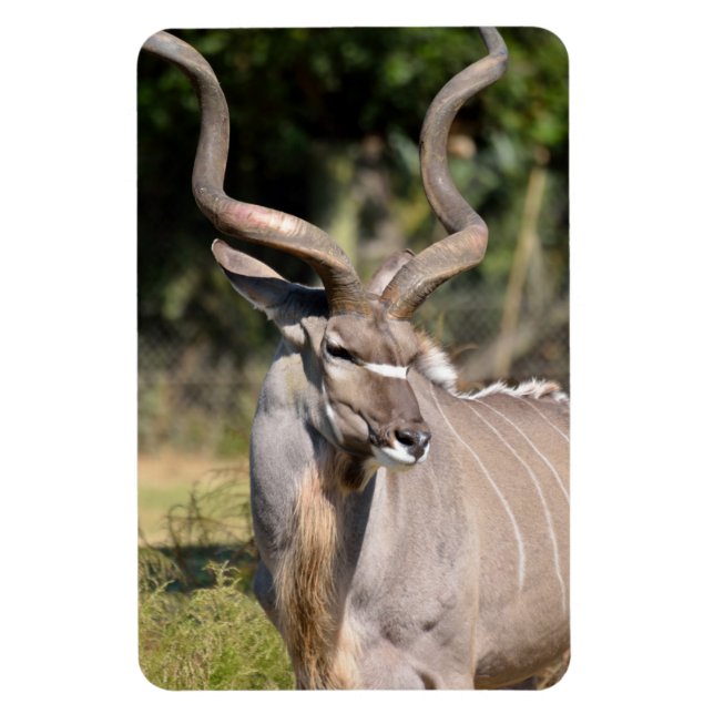 Underbarare Kudu Magnet (Vertikal)