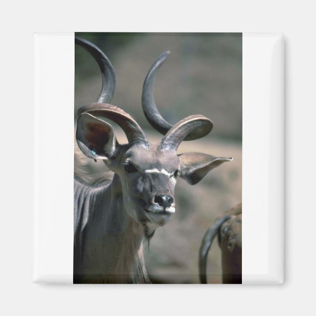 Underbarare Kudu Magnet (Framsidan)