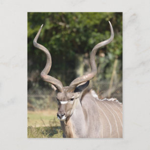Underbarare Kudu Vykort