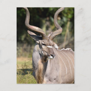 Underbarare Kudu Vykort