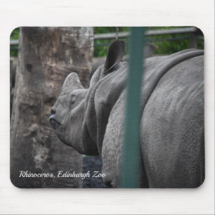 Underbarare One-Horned Rhinoceros i Edinburgh Zoo Musmatta