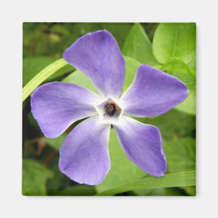 Underbarare Periwinkle Magnet
