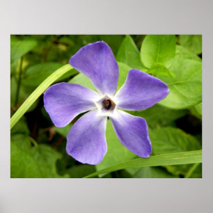 Underbarare periwinkle Poster