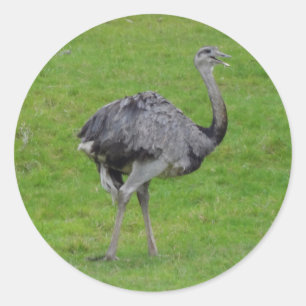 Underbarare Rhea #1 Stickers Runt Klistermärke