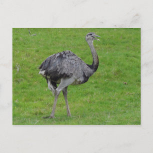 Underbarare Rhea #1-vykort Vykort