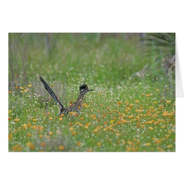 Underbarare Roadrunner, Geococcyx Hälsningskort (Framsidan Horizontal)