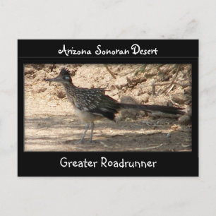 Underbarare Roadrunner Vykort