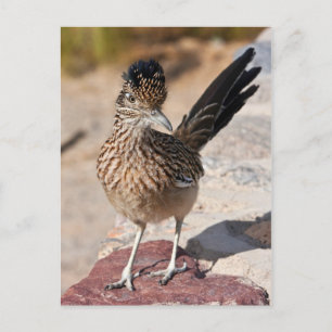Underbarare Roadrunner Vykort