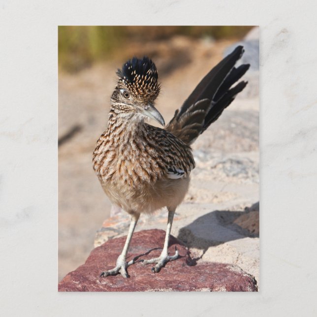 Underbarare Roadrunner Vykort (Framsida)