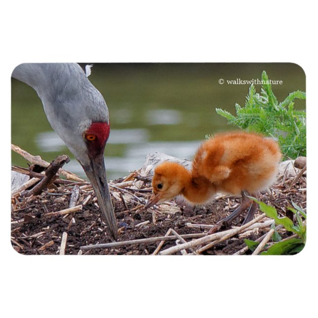 Underbarare Sandhill Crane Far och Child Magnet (Horisontell)