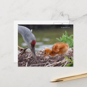 Underbarare Sandhill Crane Far och Child Vykort