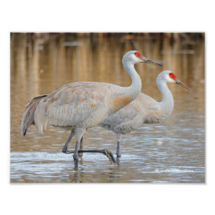 Underbarare Sandhill Cranes i Marsh Fototryck