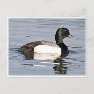 Underbarare Scaup - Bluebill Drake Vykort