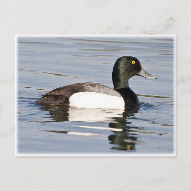 Underbarare Scaup - Bluebill Drake Vykort (Framsida)
