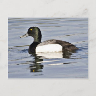 Underbarare Scaup drake Vykort