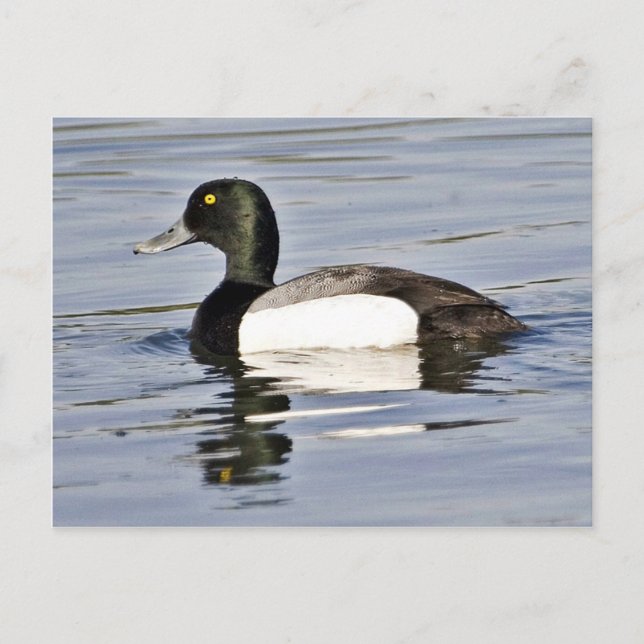 Underbarare Scaup drake Vykort (Framsida)