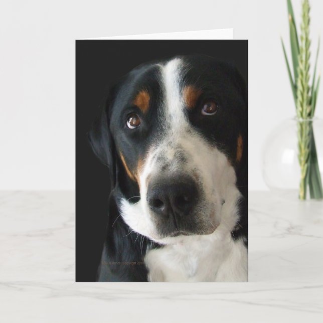 Underbarare schweiziska Hund i Ledsen Ögon Kort (Framsida)