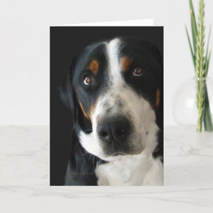 Underbarare schweiziska Hund i Ledsen Ögon Kort