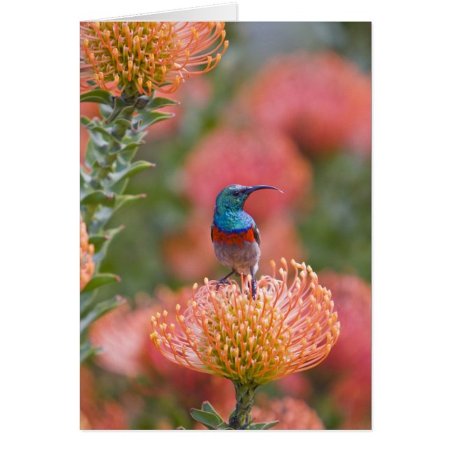 Underbarare solfågel med Dubbla Hälsningskort (Framsidan)