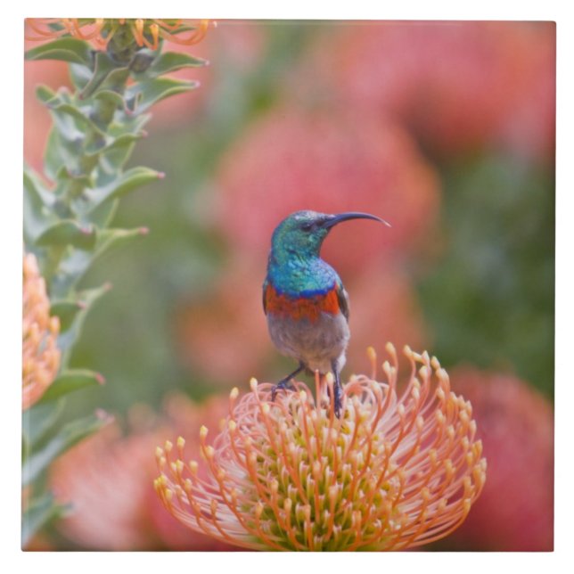 Underbarare solfågel med Dubbla Kakelplatta (Framsidan)