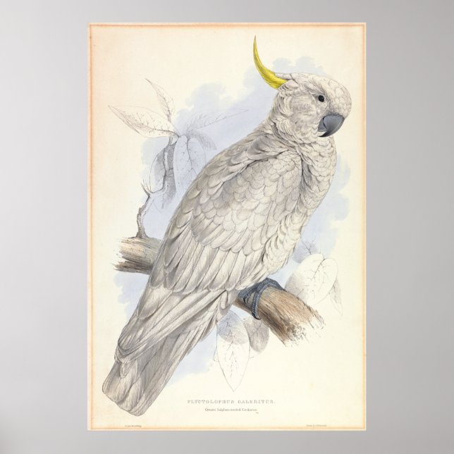 Underbarare svavelhaltig Cockatoo Poster (Framsidan)