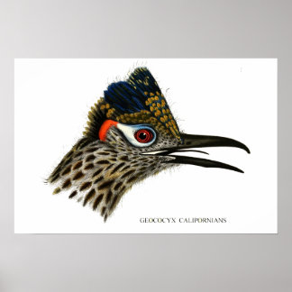 Underbarare väggarinna, Geococcyx Kalifornianus Sm Poster