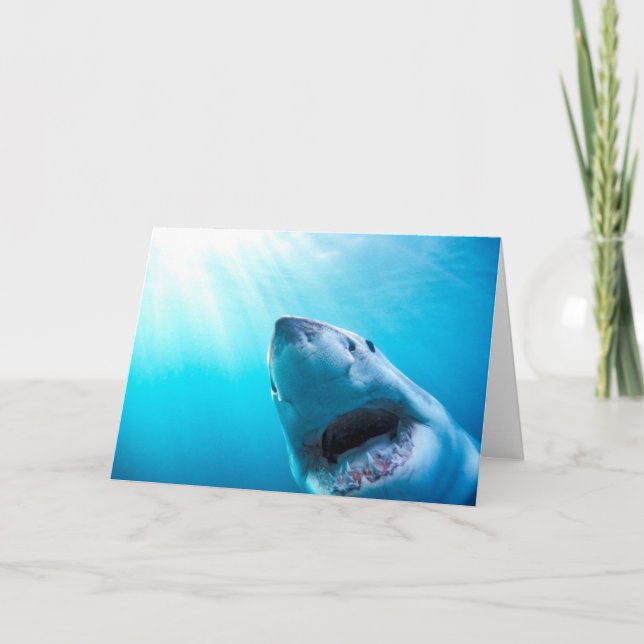 Underbarare vithaj| Sydlig Afrika Kort (Framsida)