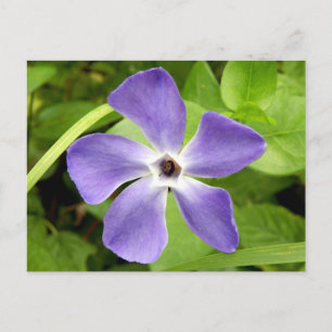 Underbarare vykort för periwinkle